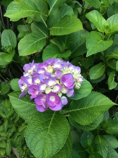 1432DF77-1148-45A4-A6CD-DB0D0BF0F94E.jpeg