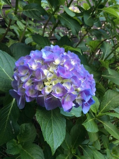 D3398D78-A548-44CB-94D8-A31F5CF15047.jpeg